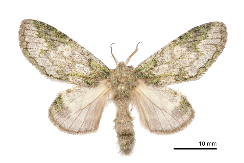 Syntypistis umbrosa Female
